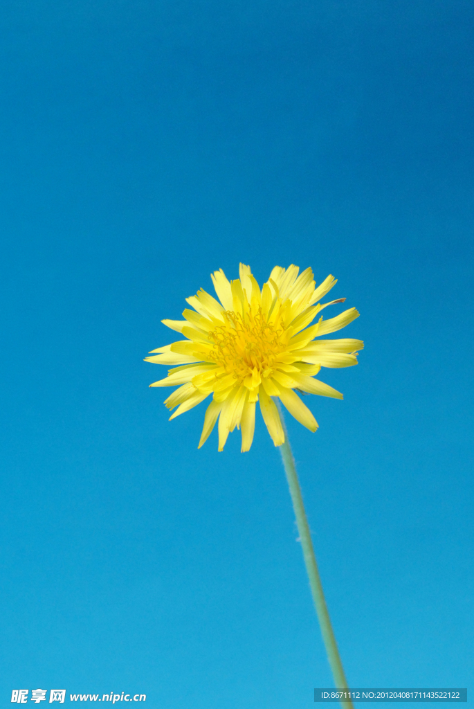 黄花