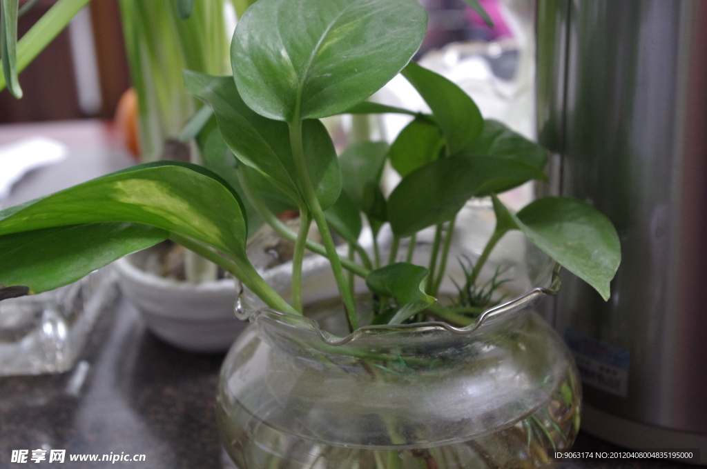 植物