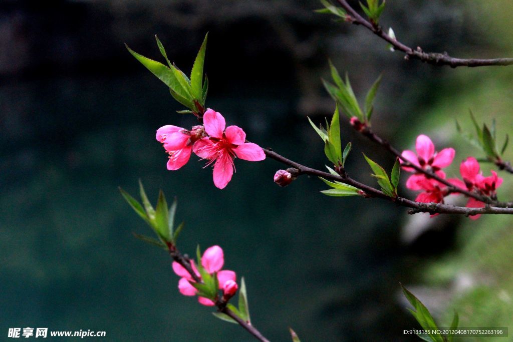 桃花源 桃花