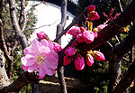碧桃花