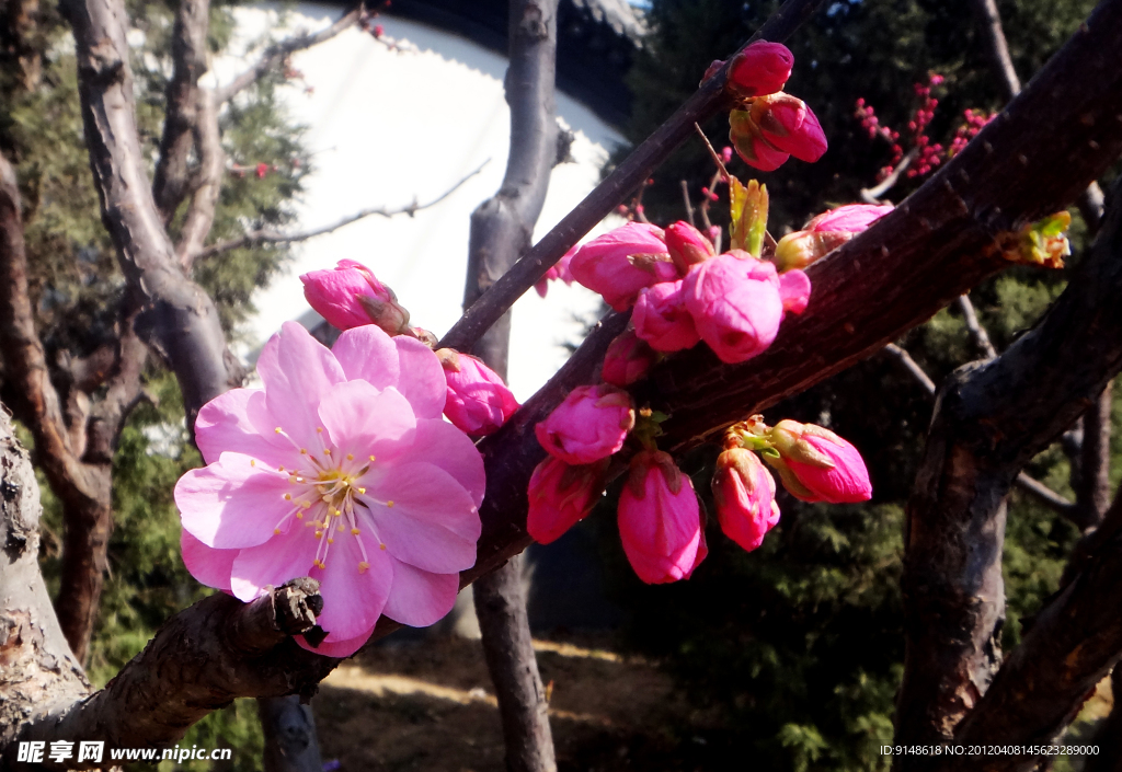 碧桃花