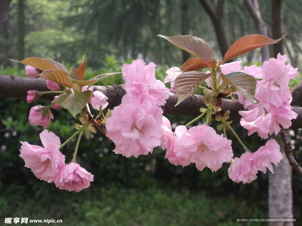 樱花