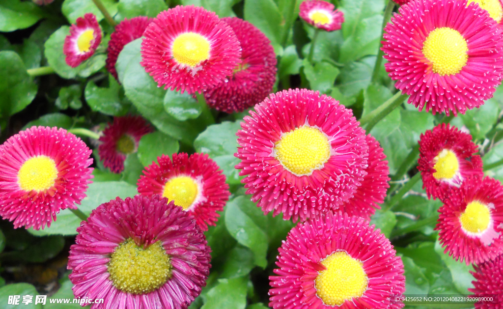 红花