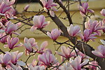 玉兰花