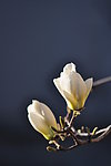 玉兰花