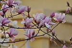 玉兰花