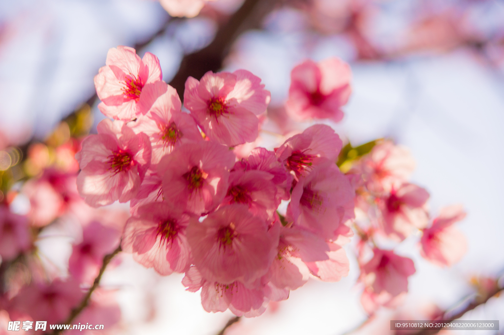樱花