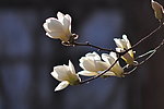 玉兰花