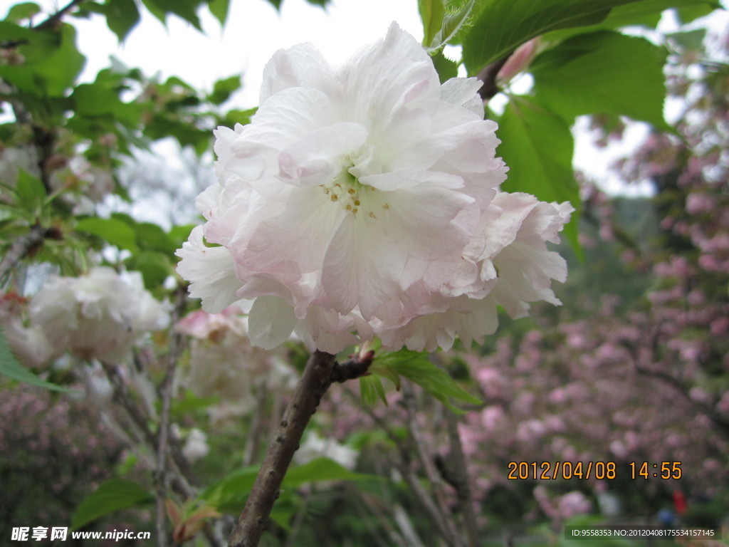 白樱花