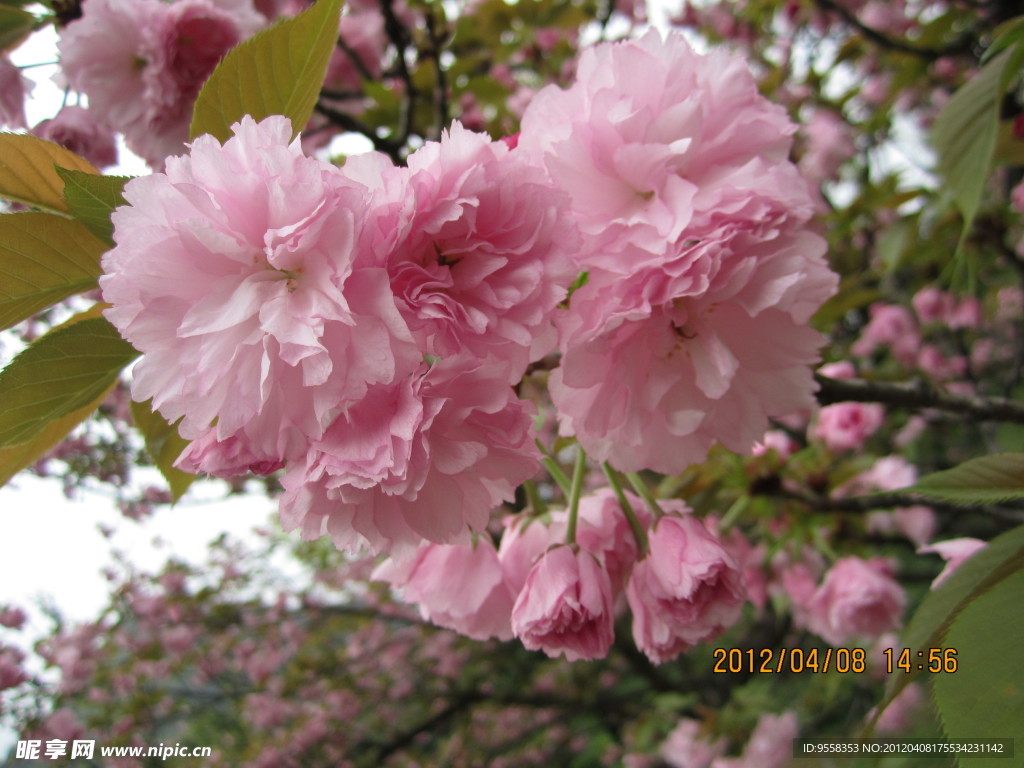 粉红樱花