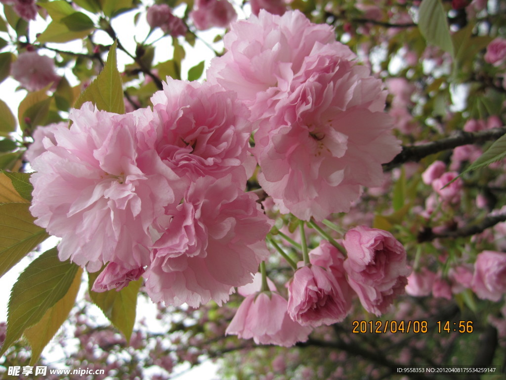 樱花