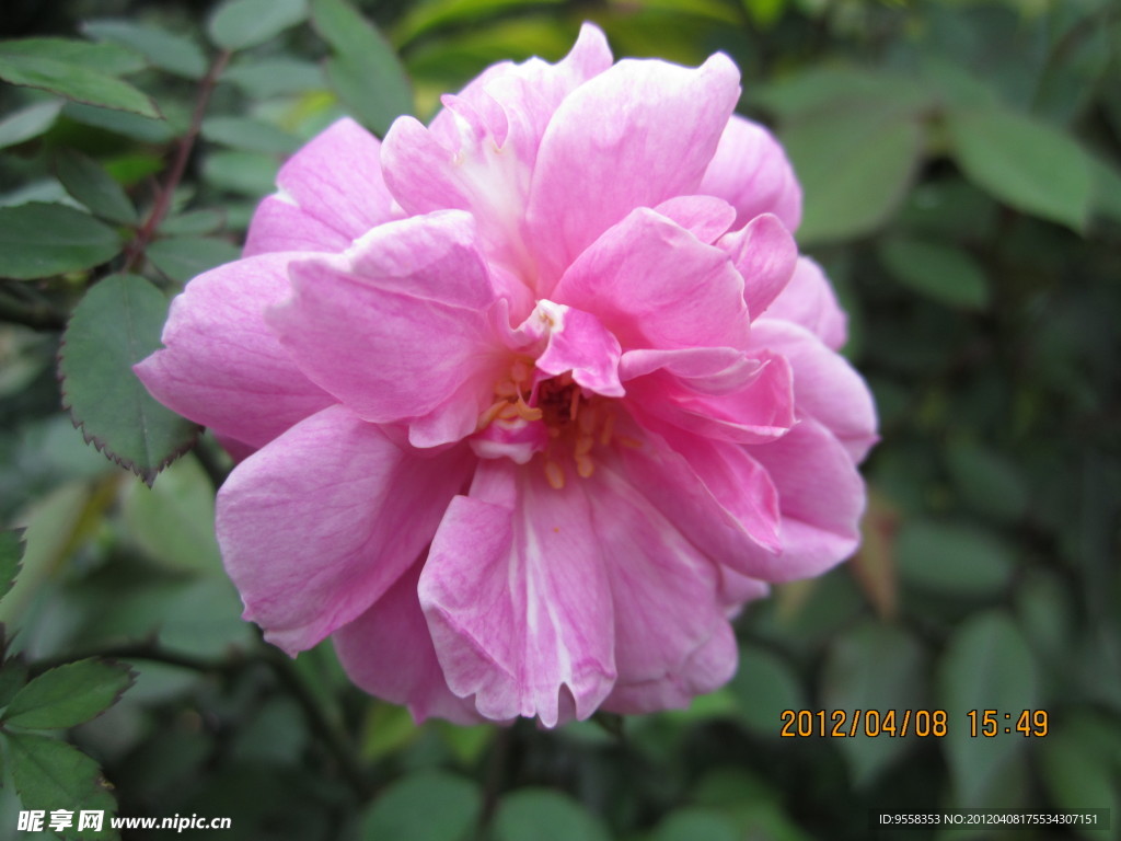 玫瑰 野玫瑰 植物 - Pixabay上的免费照片 - Pixabay