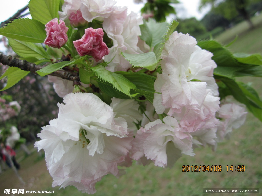 白樱花