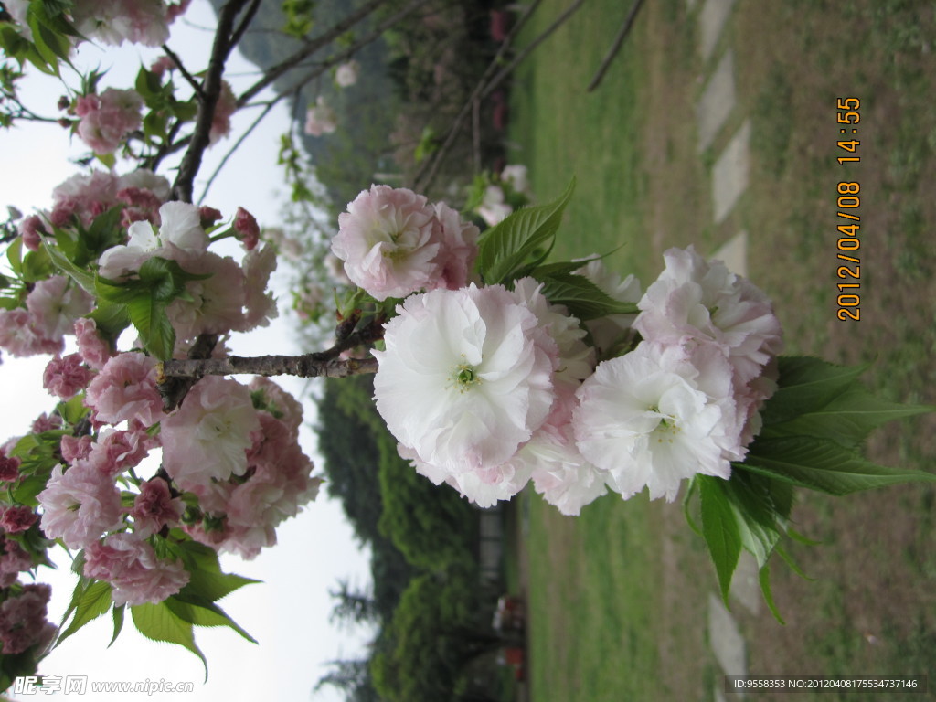 白樱花