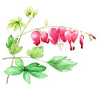 手绘花卉