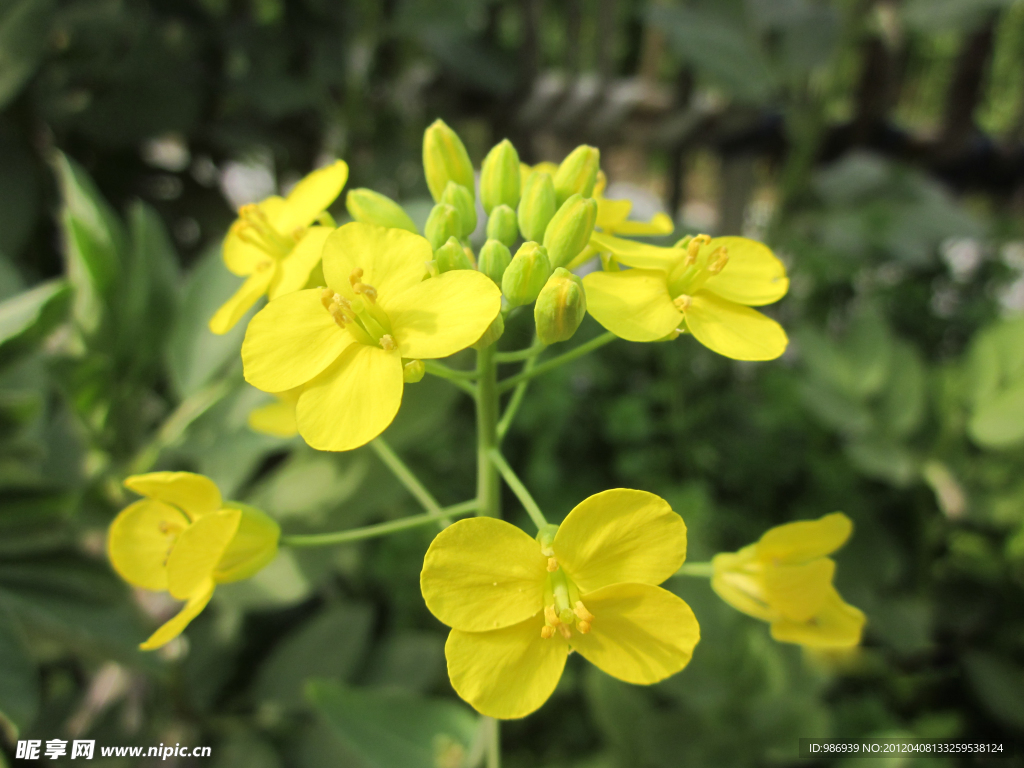 油菜花