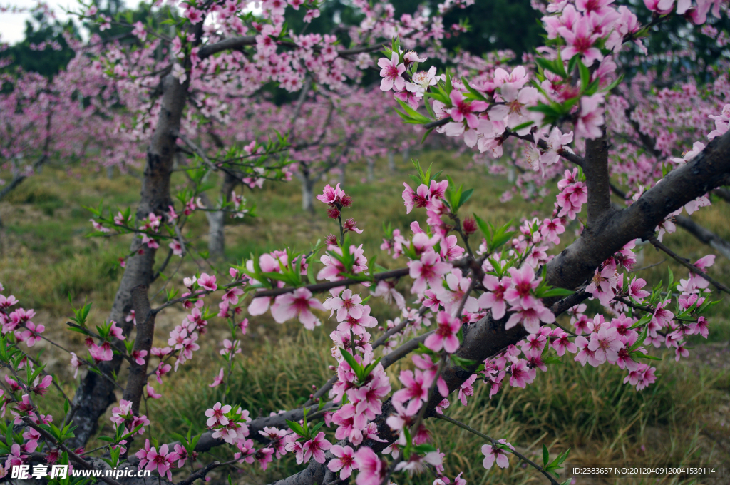 桃花