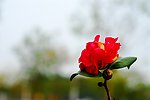茶花