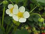 草莓花