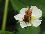 草莓花