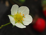 草莓花