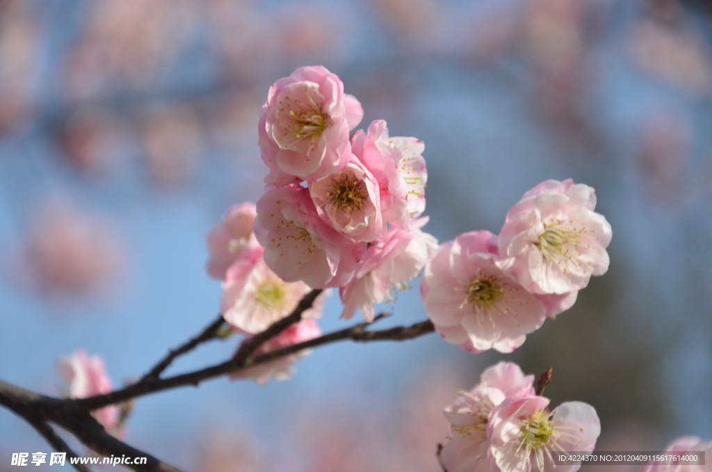 梅花