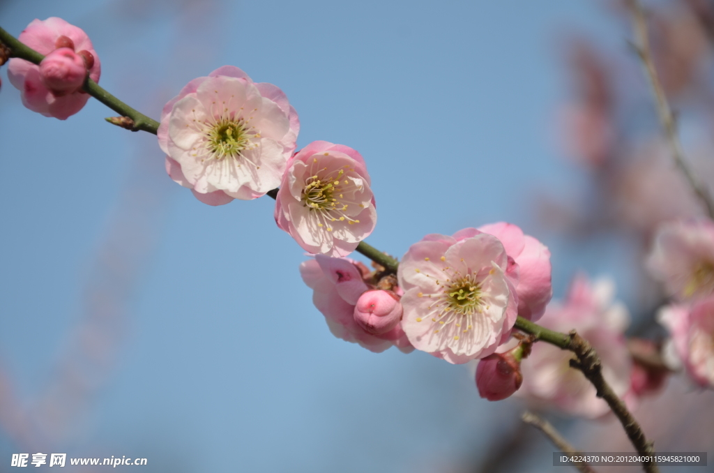 梅花