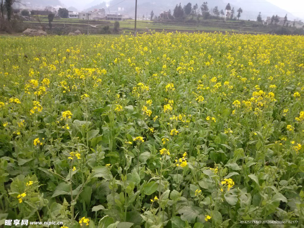 油菜花