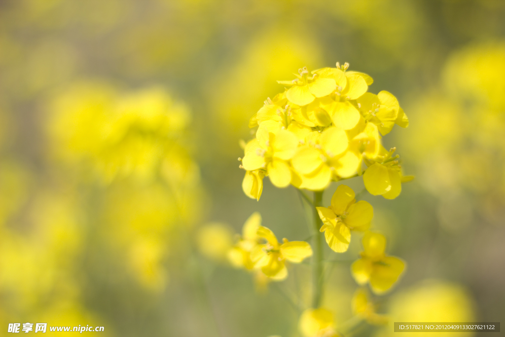 油菜花