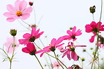格桑花