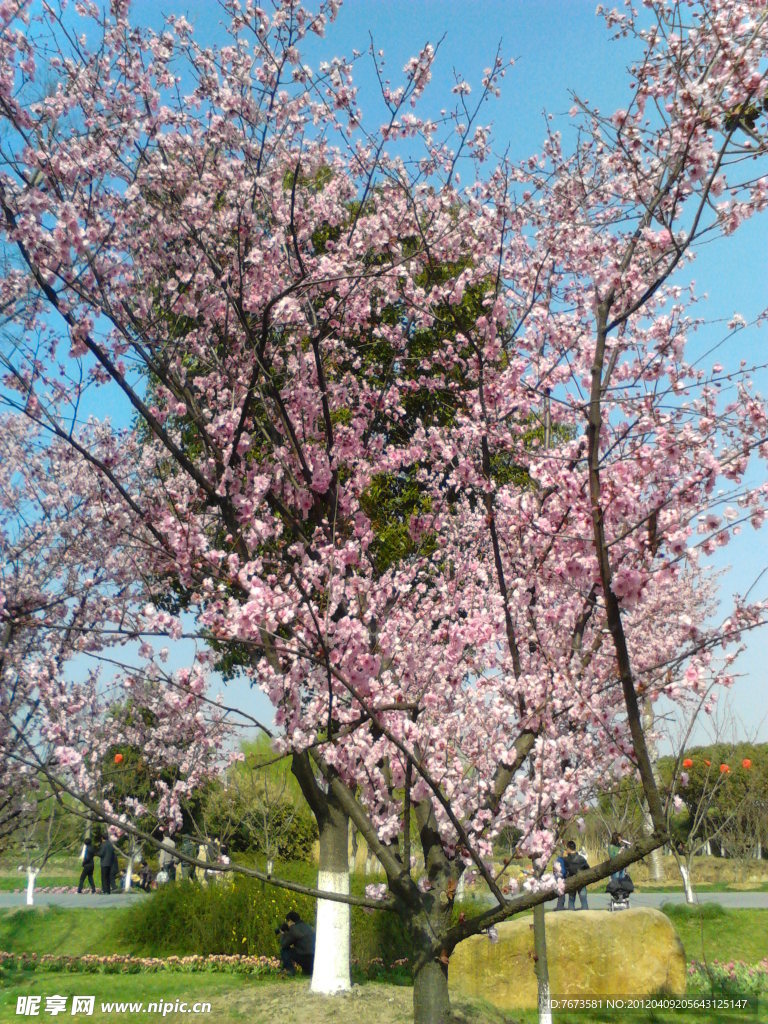 桃花林