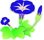 牵牛花