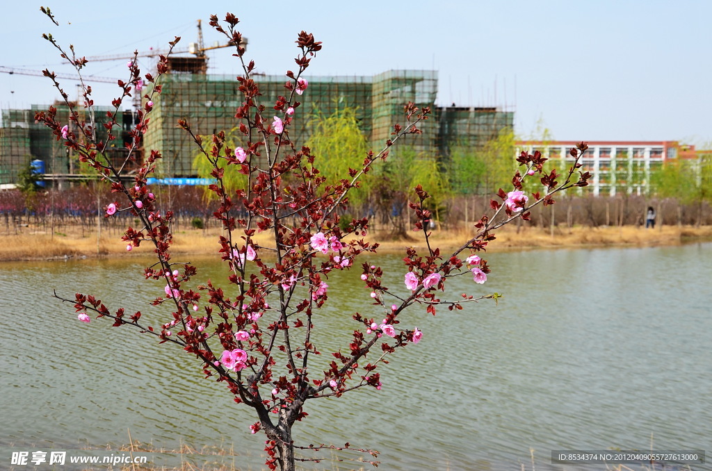 桃花