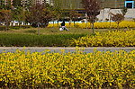 学院的花地