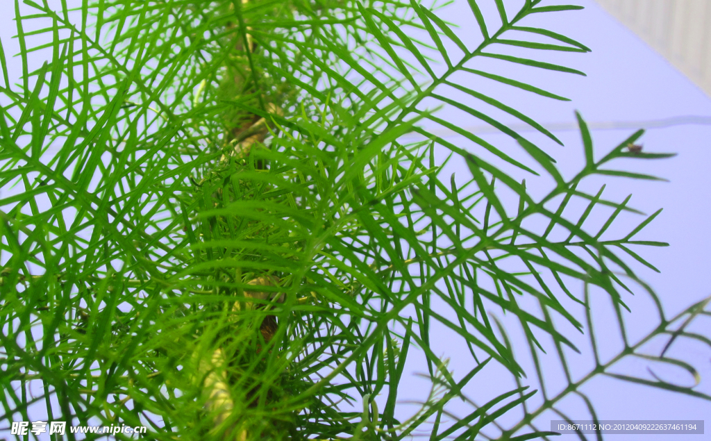 植物