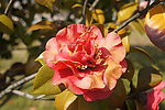茶花