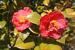 茶花