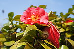 茶花