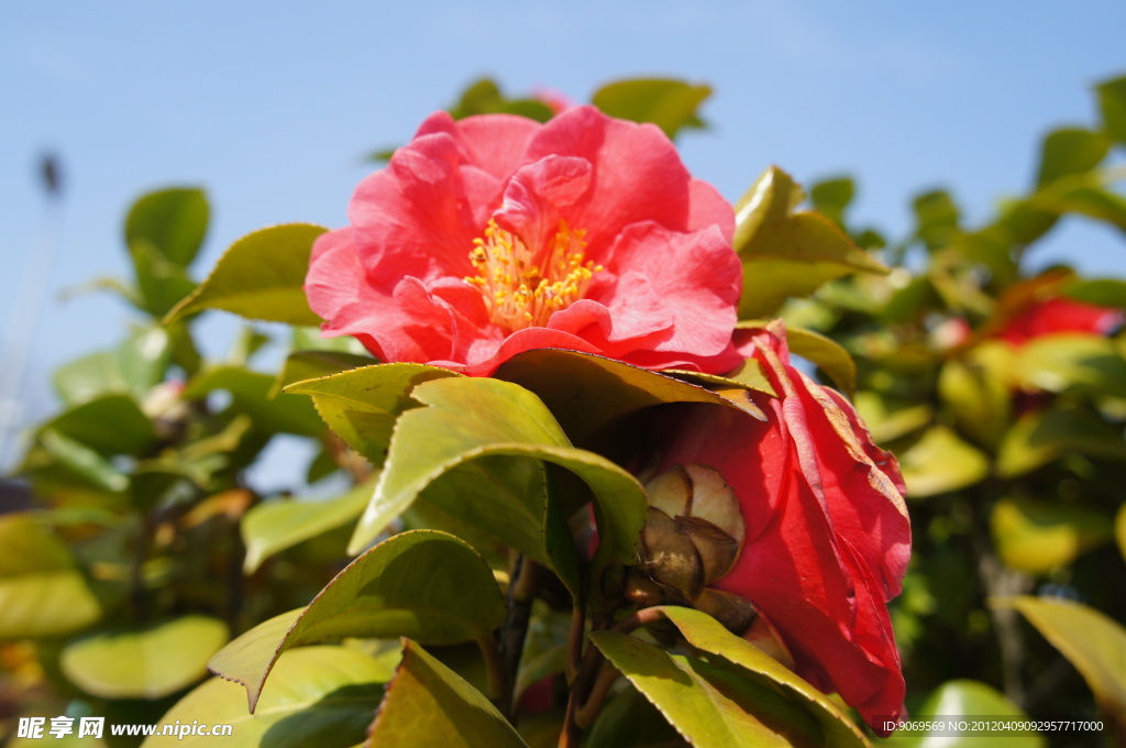 茶花