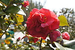 茶花
