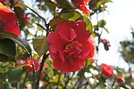 茶花
