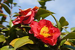 茶花