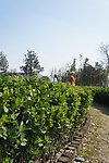 冬青树