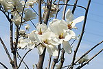 玉兰花