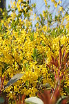 迎春花