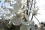 广玉兰