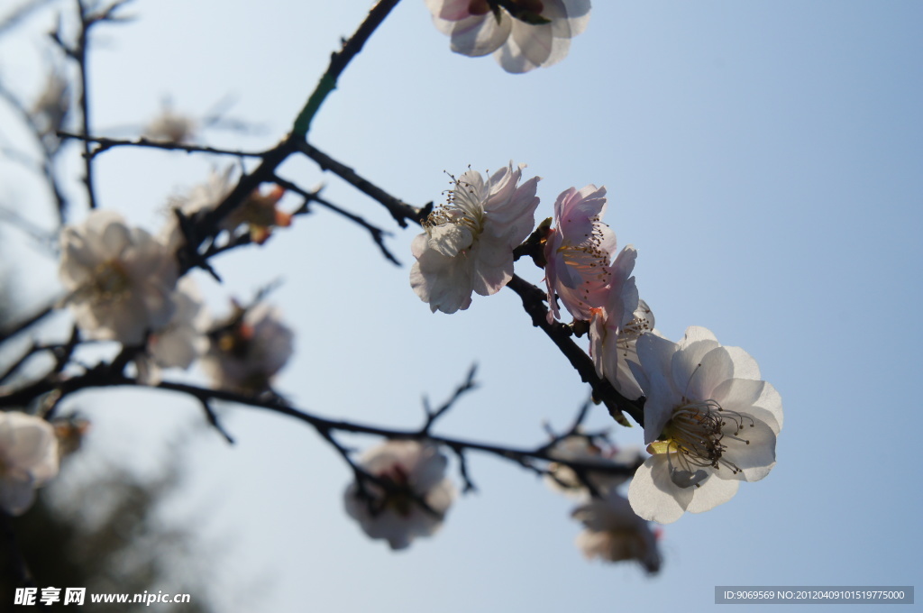 桃花