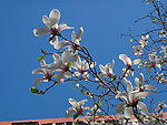 玉兰花