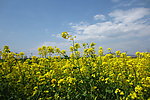 油菜花