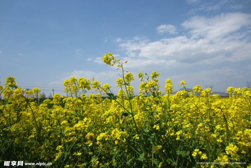 油菜花